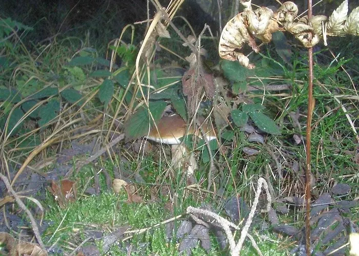 Feriehus In With Swimming Pool